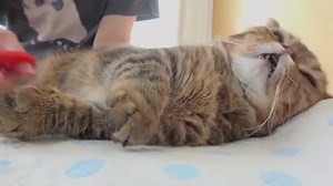 373K views · 2.1K shares | OnlyCats on Reels | Facebook