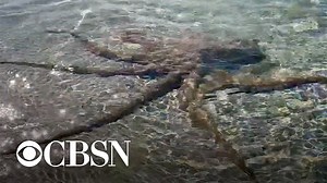 Octopus lashes out at swimmer in Australia - Main Stream Videos
