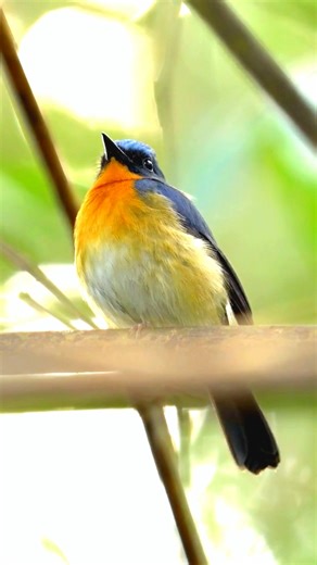 34 reactions | Spot the Vibrant Mangrove Blue Flycatcher!  #Shorts...