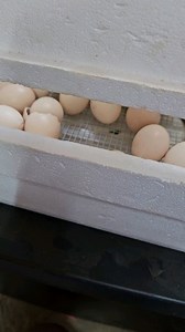 Camp chicks are starting to hatch 🤩🐔 These guys will be perfect cuddling age just in time for farm camp! We'll be selling silkies as well, message us if you're interested in any 🥰 #silkiechicken #forsale | SonRidge Farm