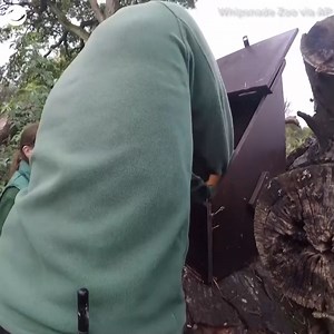 10K views · 596 reactions | BABY CHECK-UP: Baby panda twins Alex and Priya got their first medical check-up at the Whipsnade Zoo in England recently. The zoo said veterinarians listened to the cubs' hearts and lungs, gave them eye examinations, weighed them, and administered vaccinations. The health check also revealed the twins were male and female, which one vet said is incredibly rare. | KIFI Local News 8 | Facebook