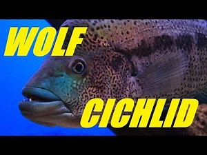 Aquarium Fish - Parachromis Dovii "Wolf Cichlid" (Male and Female)