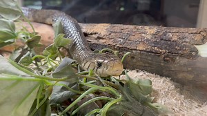 Our large brown forest cobra (Naja subfulva) tooling around. This snake is about 7’ long or so. #coolsnakes #naja #snake #reptile #cobra | Kentucky Reptile Zoo | Facebook