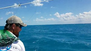 BALLYHOO.......COURTESY OF CASEY TAYLOR : ) | FishMonster Key West