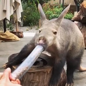 3K views · 35 reactions | Digging into your IG feed with Princess  Dirt Pig  aka Zola. Aardvarks are committed to “myrmecophagy,” meaning they eat termites and ants almost exclusively. Video/Caption by @sandiegozoo #WildlifePlanet #Sandiego #Sandiegozoo | Wildlife Planet | Facebook