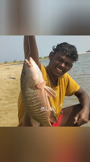 Mangrove red snapper fish catching videos #reels #fishing | கடல்