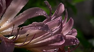 4k Llowers Macro Backgrounds Leaf Water: стоковое видео (без лицензионных платежей), 18591509 | Shutterstock