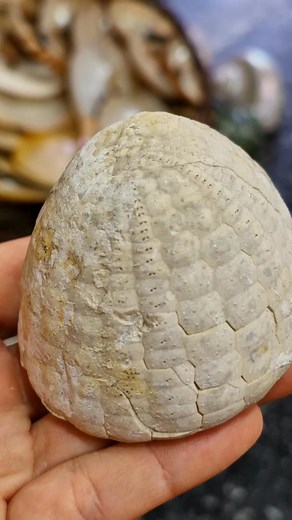 Echinocorys sulcatus(echinoid fossil). #echinoid #fossil #fossils #seaurchin #echinocorys #elounda #collection #collectibles #treasure #parisshellshop #crete #greece #shellshop #unique | Paris Shells Shop