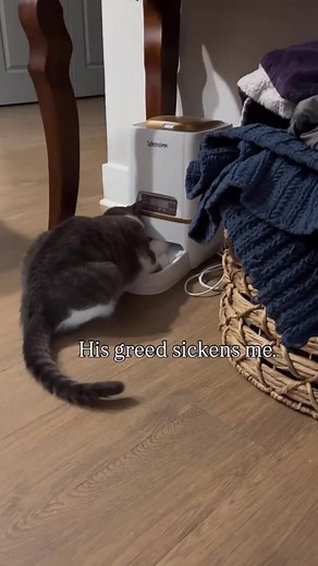 Tired of getting fat shamed at the vet #catlover #instacat #catlife #catlovers #catoftheday #cats_of_instagram #dedication #cutecat #ilovemycat #catering, #lovecats #catsagram #blackcat #kittycat #cutecats #cats_of_world #instacats #catloversclub #caturday #catsofig #vacationmode #santacatarina #catalunya #vacations #staycation #ducati, #instagramcats #bestvacations, #ilovecats #location | Carnen price