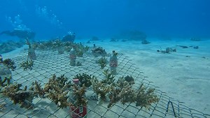 Sogod Bay Scuba Resort on Reels