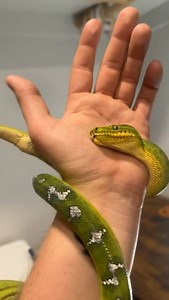 Frogger is just a derpy emerald tree boa. #etb #emeraldtreeboa #emerald #boa #boas #boasofinstagram #northernemeraldtreeboa snake #snakes #snek #reptile #reptiles #reptilesofinstagram #reptilelover #reptilekeeper #pet #pets #daily #instagram #tiktok #reels #cute #fun #happy #boise #idaho | Black Lake Reptiles