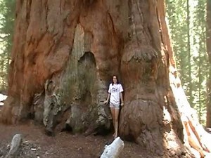 Worlds Largest Tree video : The General Sherman Tree at Sequoia National Park