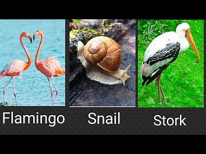 Flamingo | Snail | Stork