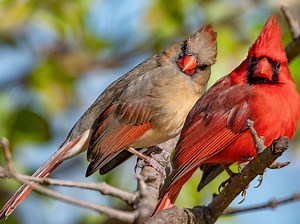 Rare Half Male, Half Female Cardinal Photographed In Pennsylvania