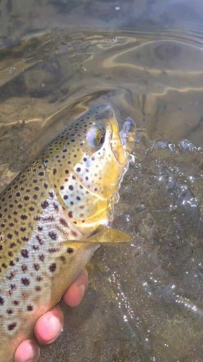 C&R Brown Trout 🔥 #polandnymph #euronymphnig #browntrout #polishnymphing #jignymphs | Polandnymph