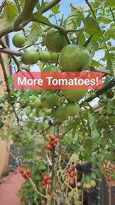 More Tomatoes! | Robert Reyes