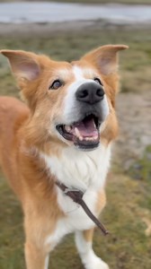 2.2K views | Silver Sands Holiday Park, Lossiemouth on Reels | Facebook