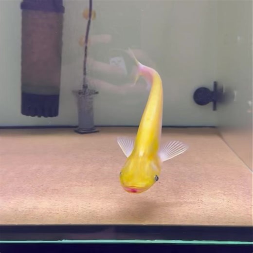 The beautiful apogon deserves another look! #aquaticimports #phalacronotusapogon #albino #albinoapogon #rarefish #specialfish #philippines | Aquatic Imports