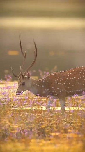 🦌 The King of Wilpattu! 🦌 In the heart of Wilpattu National Park, this magnificent spotted deer roams freely, embracing the beauty of the wild. With its majestic antlers standing tall like a crown, it truly looks like the royalty of the forest! 🌿👑 A rare and breathtaking sight, this moment captures the untamed beauty of Sri Lanka’s wildlife—where nature thrives, and every creature plays its role in the ecosystem. 🌎✨ 📍 Wilpattu National Park, Sri Lanka 📸 Captured by: . . . . Visit Sri Lank