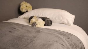 Toalla Y Flor En Una Cama: video de stock (totalmente libre de regalías) 1100086257 | Shutterstock