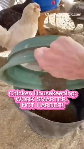 If your chicken litter doesn’t smell like freshly raked garden soil, you’re doing it wrong! 👉🏻Work SMARTER, not HARDER at keeping chickens healthy & managing waste with SAND! 👉🏻Nothing performs litter’s job better or is easier to maintain than SAND! 👉🏻Recommend by poultry veterinarians, sand is THE MOST effective poultry litter! 👉🏻The solution to so many chicken coop management problems is SAND! Smells? Sand. Flies? Sand. Coccidiosis? Sand! Muddy eggs? Sand! Sand! Sand! 👉🏻Get ALL the d