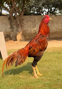 کیا سے کیا ہوگیا دیکھتے دیکھتے 🤣 #viralvideochallenge #fblifestyles #transformation | Nadeem shah aseel