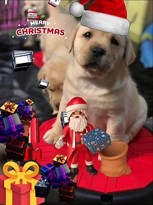 1K views · 123 reactions | #christmasmagic #labradorretriever #labradorinstagram | Diamond Bar Kennel | Facebook