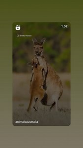 Blackberry Creek Farm Animal Sanctuary on Reels | Facebook