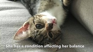 1.2K views · 78 reactions | Zumi doesn't let anything slow her down! This playful girl has a condition called cerebellar hypoplasia that affects her balance, but it doesn't keep her from pursuing her interests of wrestling with other cats, pouncing on toys, and snuggling everyone who crosses her path. To learn more about Zumi, contact her foster parent at smatloubieh@gmail.com. | PAWS (Philadelphia Animal Welfare Society) | Facebook