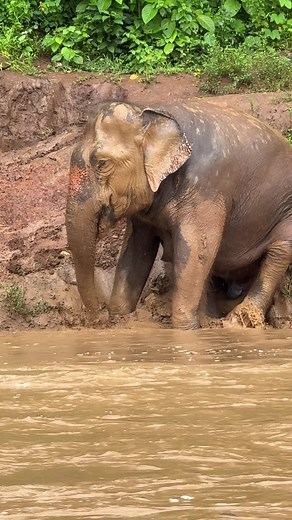 Elephant Nature Park: A Special and Happy Life for Elephants