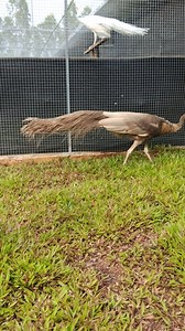 1.1K views · 110 reactions | Tammy Peafowl Farm Siam on Reels | Facebook