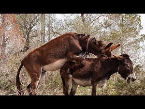 "Donkey Mating | Male and Female Natural Breeding Process"