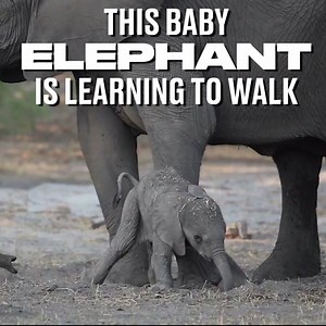 One step at a time, little guy 😀🐘 | LADbible