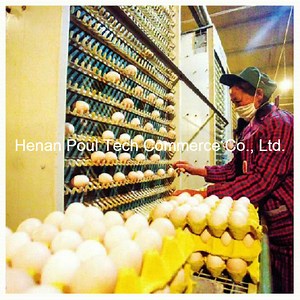 [Hot Item] Automatic Egg Collection Granding & Packing Machine
