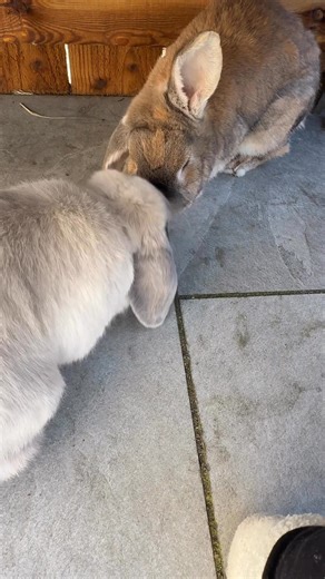 3.4K views · 588 reactions | Up early to catch the morning sun☀️ #rabbit #cute #love #bun #bunnylove #bunniesofinstagram #rabbitsofinstagram #pet #instabunny #bunniesworldwide #animals #pets #adorable #instarabbit #petsofinstagram #bunnystagram #rabbitstagram #instapet #animals #baby #rabbitsworldwide #houserabbit #bunnyrabbit #fluffy #followme | Thumper & Bliss | Facebook