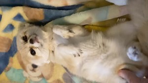 1.2K views · 167 reactions | Cutie pie Popeye getting some booty scritches ❤️ Please LIKE, Comment & SHARE too for our Facebook FREE $$- we've made over $640 so far! #fennec #fennecs #fennecfox #fennecfoxes #foxyfriday #fennecfriday #fennecfridays #cutefennec #cutefennecfox | Critter Camp Exotic Pet Sanctuary | Facebook