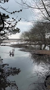Opening Saturday 16th March. The Swannery reopens this weekend for the 2024 season. Open daily from 10am until 5pm (last entry 4pm). Daily mass swan feeds that visitors can help with are at midday and 4pm. #abbotsbury #abbotsburyswannery #loveweymouth #visitdorset | Abbotsbury Swannery