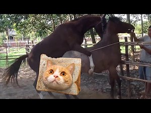 Horse mating with funny moment 🐎Happy Farm Part 25