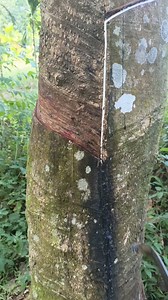 Mati polan efek di kasih perangsang getah #nyadap #karet #getah #fyp #vod #pengikut | Bang Dhon