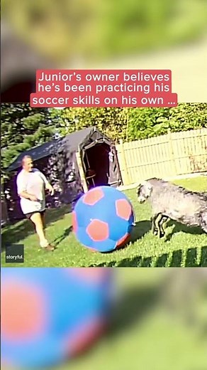 Goat tosses big soccer ball back and forth with owner | Humankind #shorts #goodnews