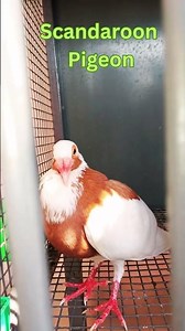 Scandaroon Pigeon,#pigeonbird,#pigeon,#scandaroon,#turkey,#fancypigoen,#trichybirdspark,#birdspark