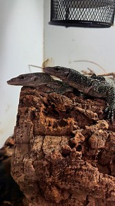 3K views · 34 reactions | Solomon  Islands Mangrove Monitor Lizards...