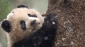 Preview of Pandas: Born to be Wild | Nature