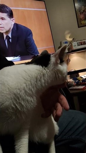 the cat Loves sitting in my lap subscribe