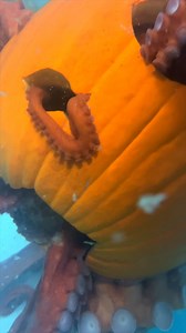 What happens when you give a giant Pacific octopus a pumpkin? 🎃 | Alaska SeaLife Center