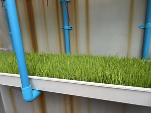 [Hot Item] Multiple Layer Areoponics Grow Nft Channel Barley Seeds for Sprouting Animal Fodder Bean Sprout Equipment Seeds Tray System