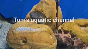 F1 Tropheus moorii Kalambo HD #tropheus #tanganyika #moorii #kalambo #cichlid #africancichlid #Tomsaquaticchannel | Tom's aquatic channel