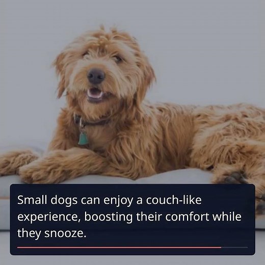 14 Best Dog Beds for Every Type of Dog