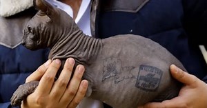 Mèo 'xăm trổ' biểu tượng băng đảng tìm chủ mới sau khi thoát khỏi nhà tù