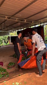Quy trình đóng bơ tươi: bơ mới mỗi ngày, giá 25k/kg